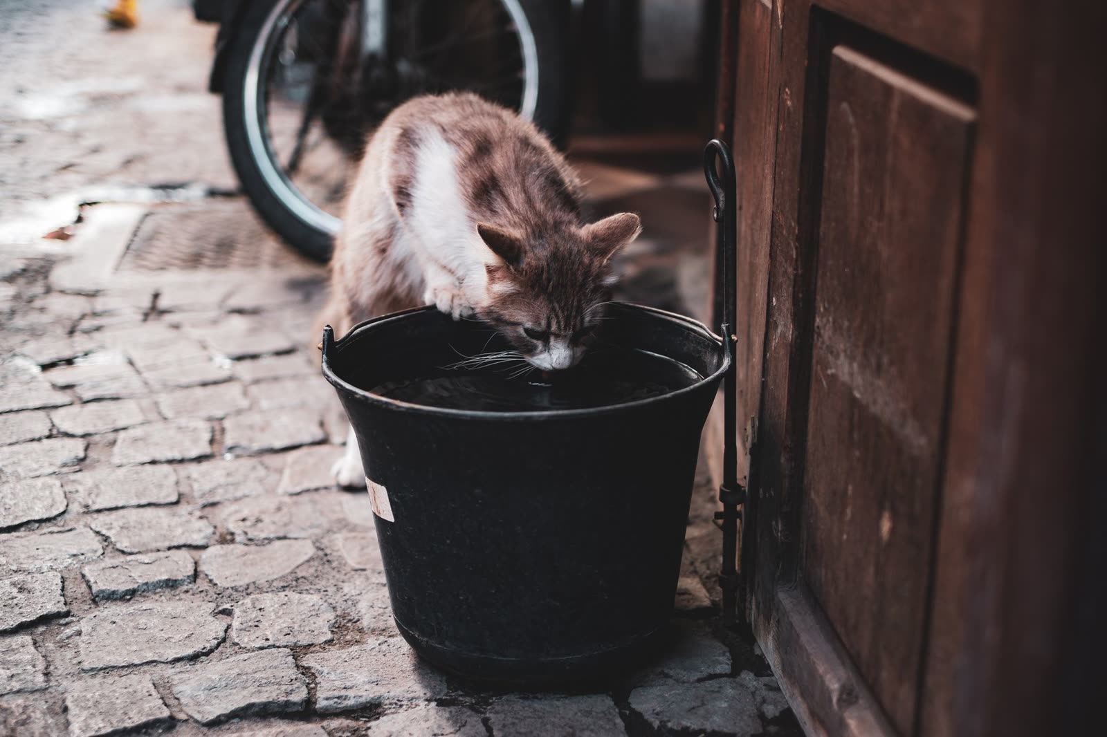 Sterilizovaná mačka a nadváha: ako nastaviť dávku